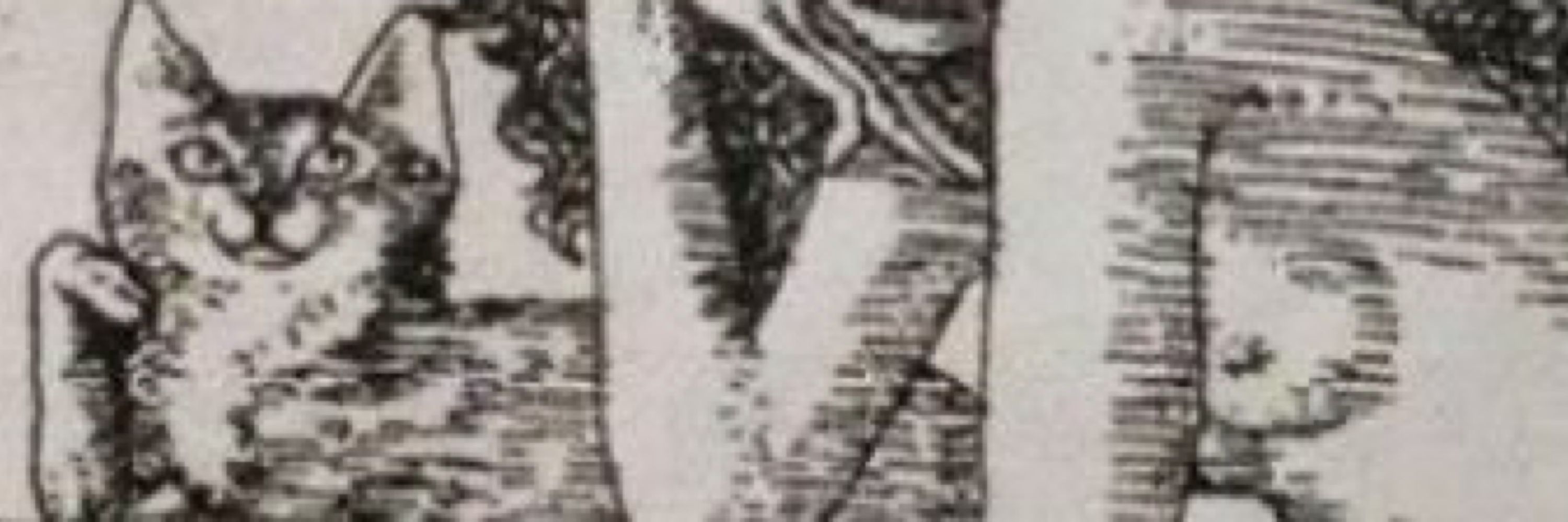 Kokora Negra