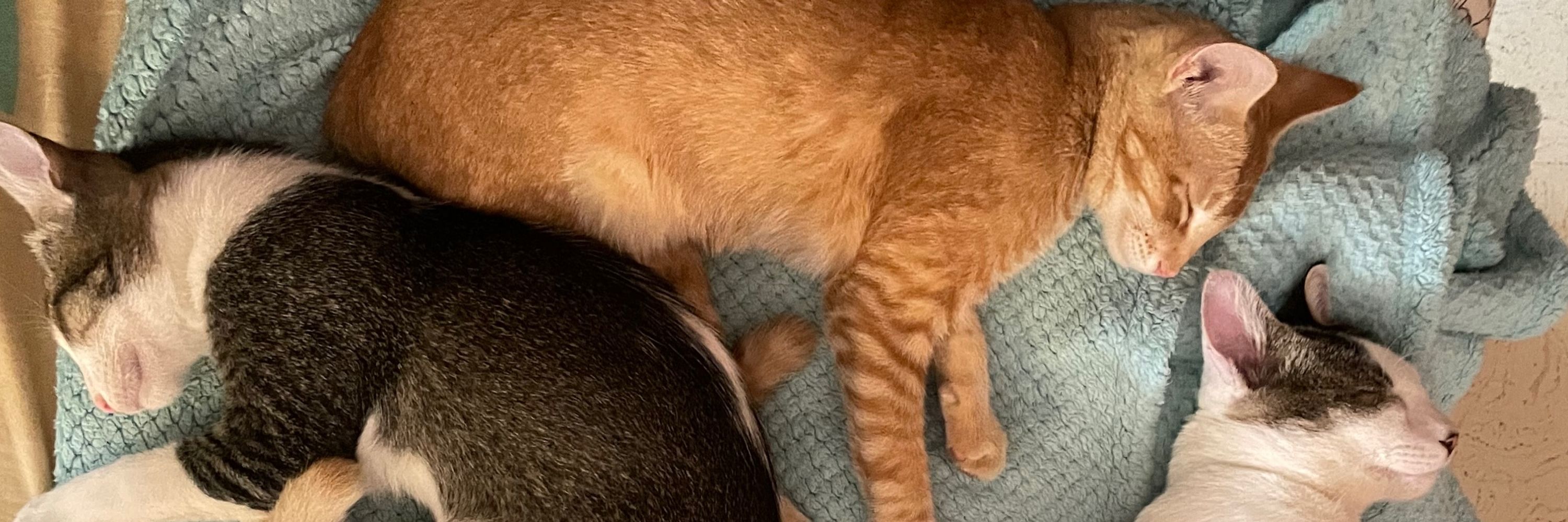 PJ