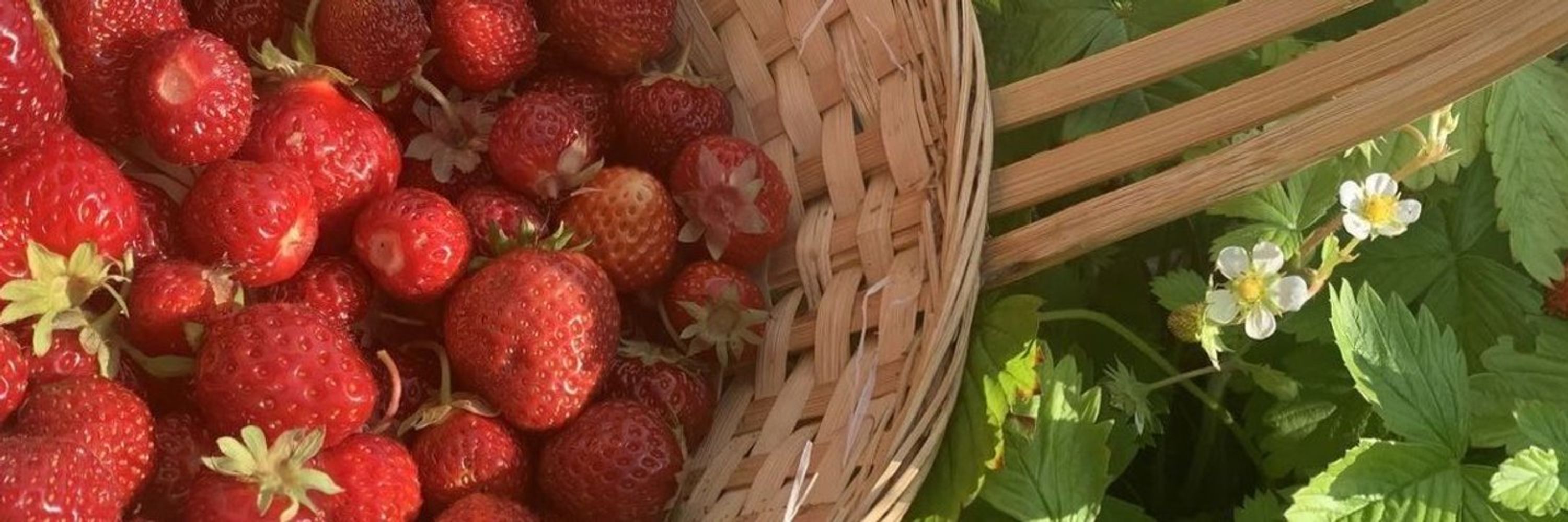 ~Manuu 🍓