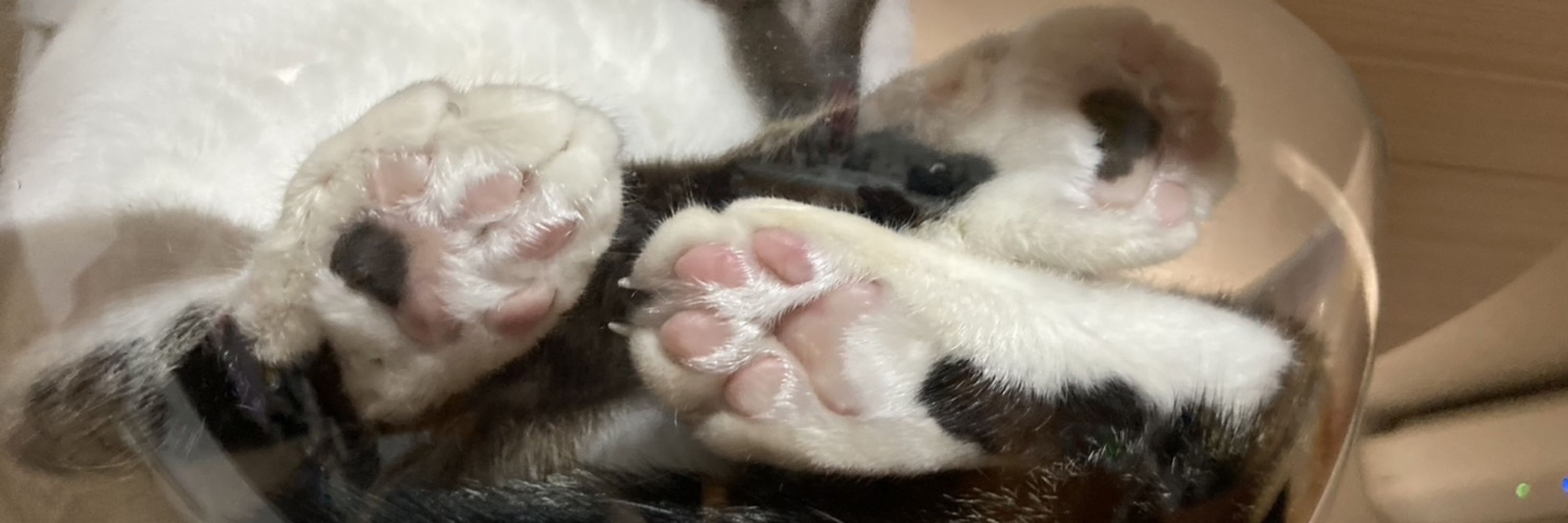 イトサメ