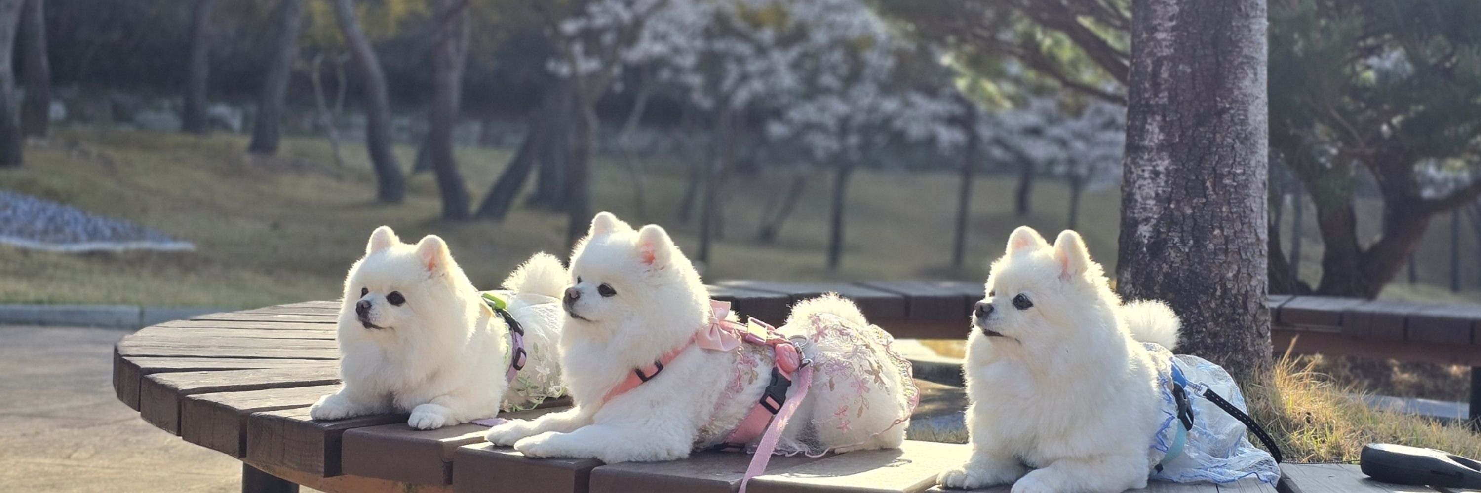 버버꽃🌸