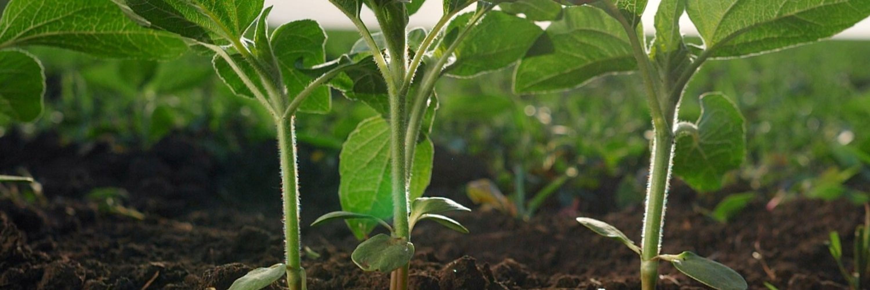 OpenFarm