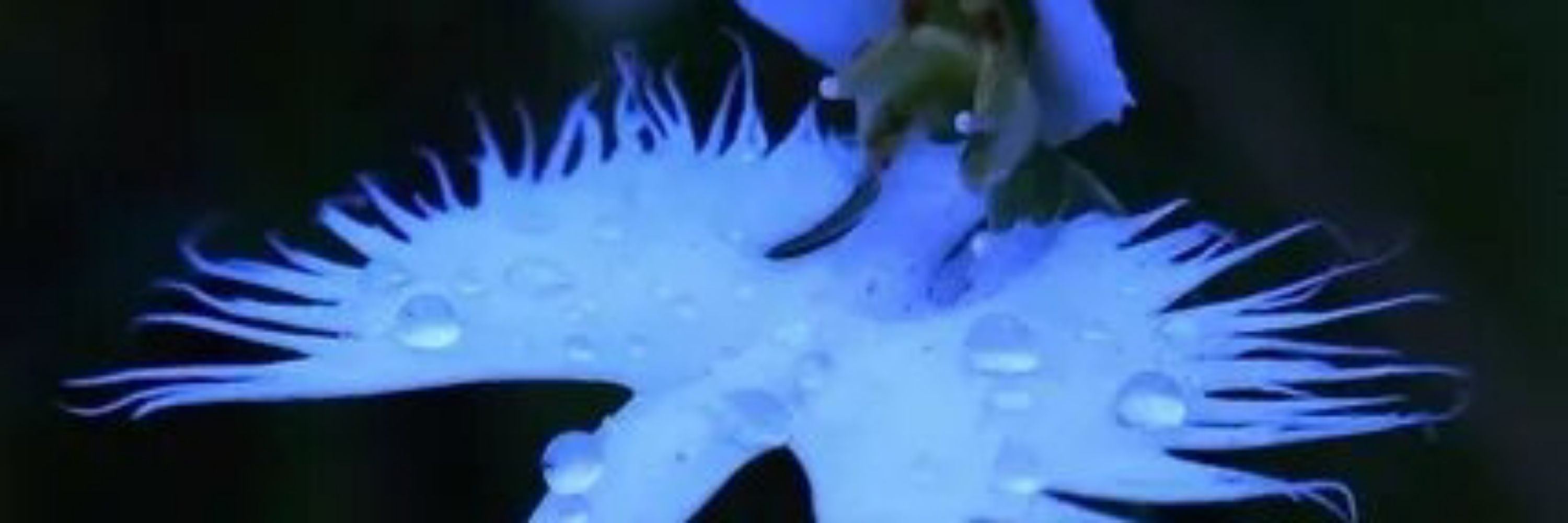 FoXXeRRs0