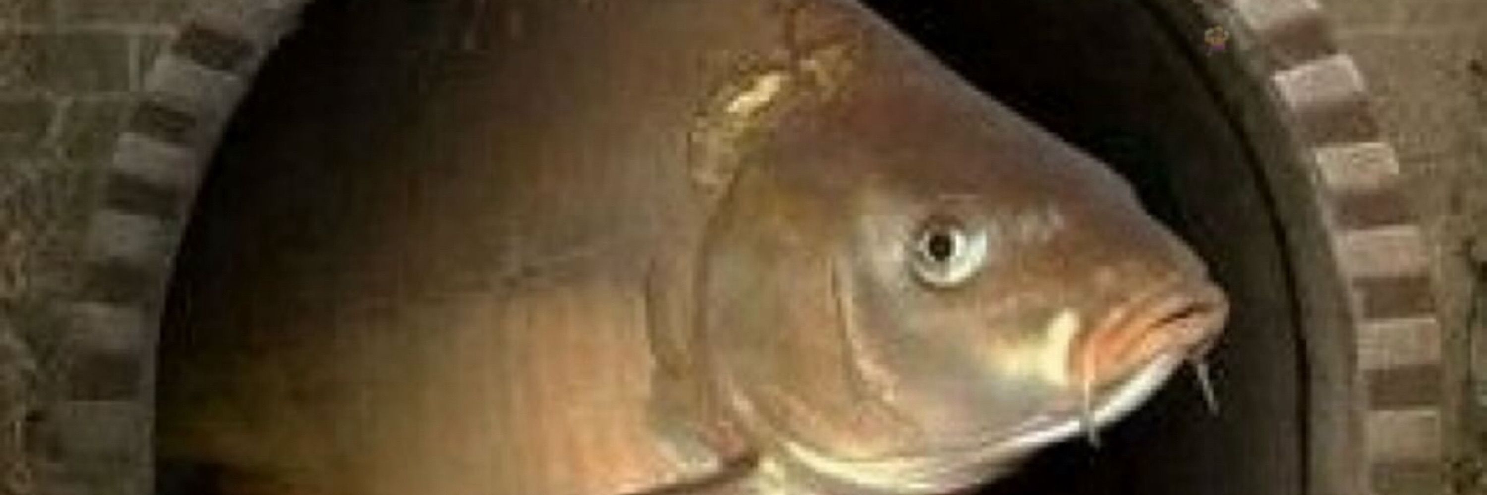 Fishbread 🐟