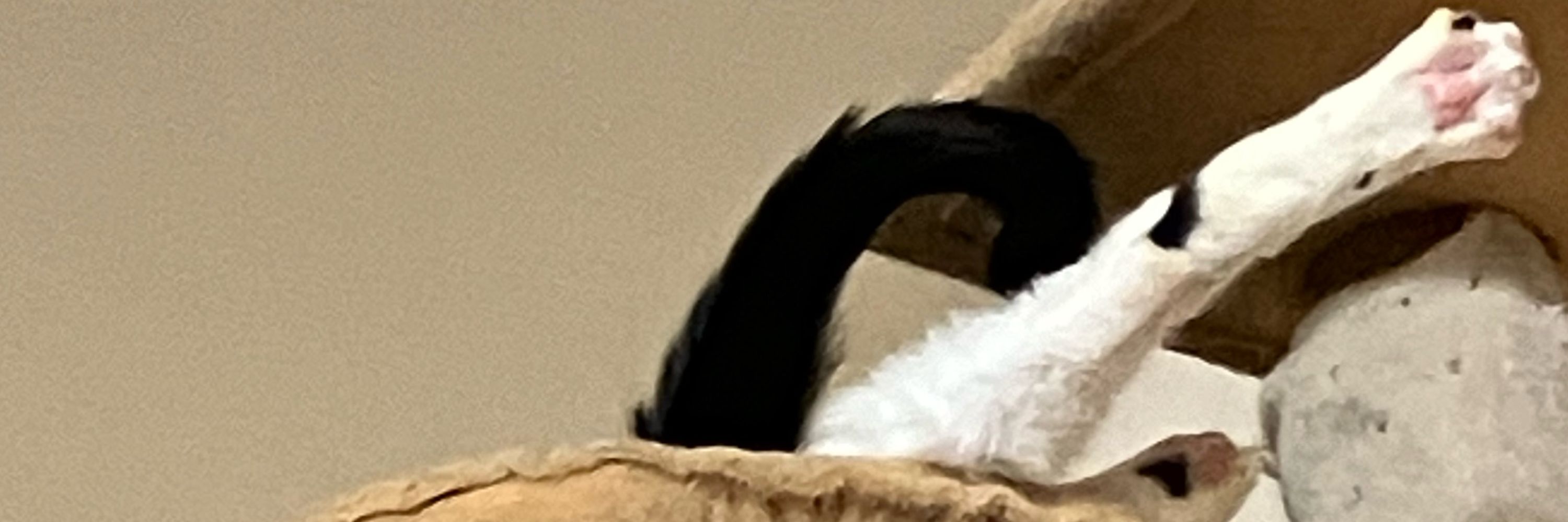 猫山碧人