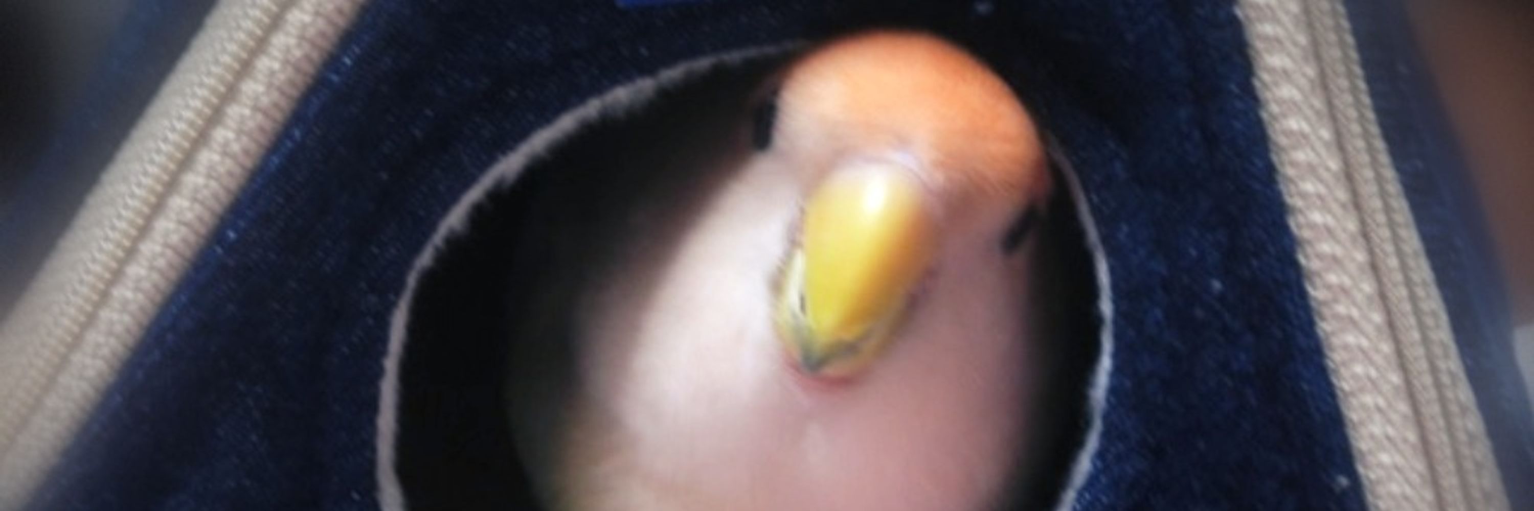 鳥村隆助