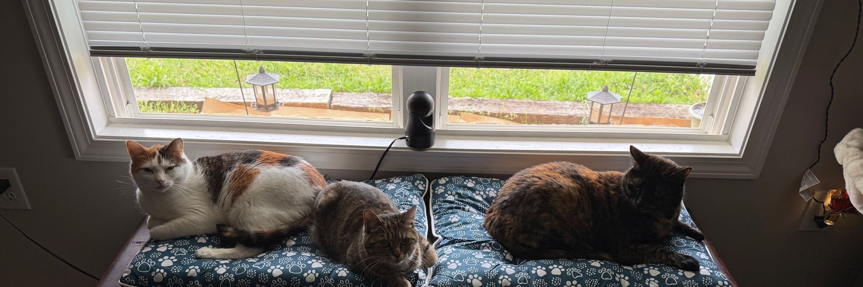 Cat Hering