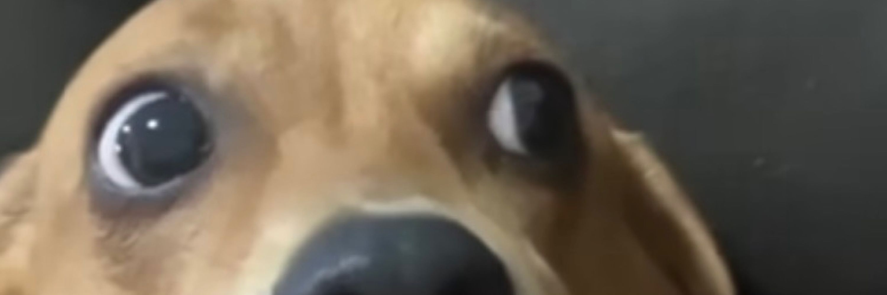 Rodrigo