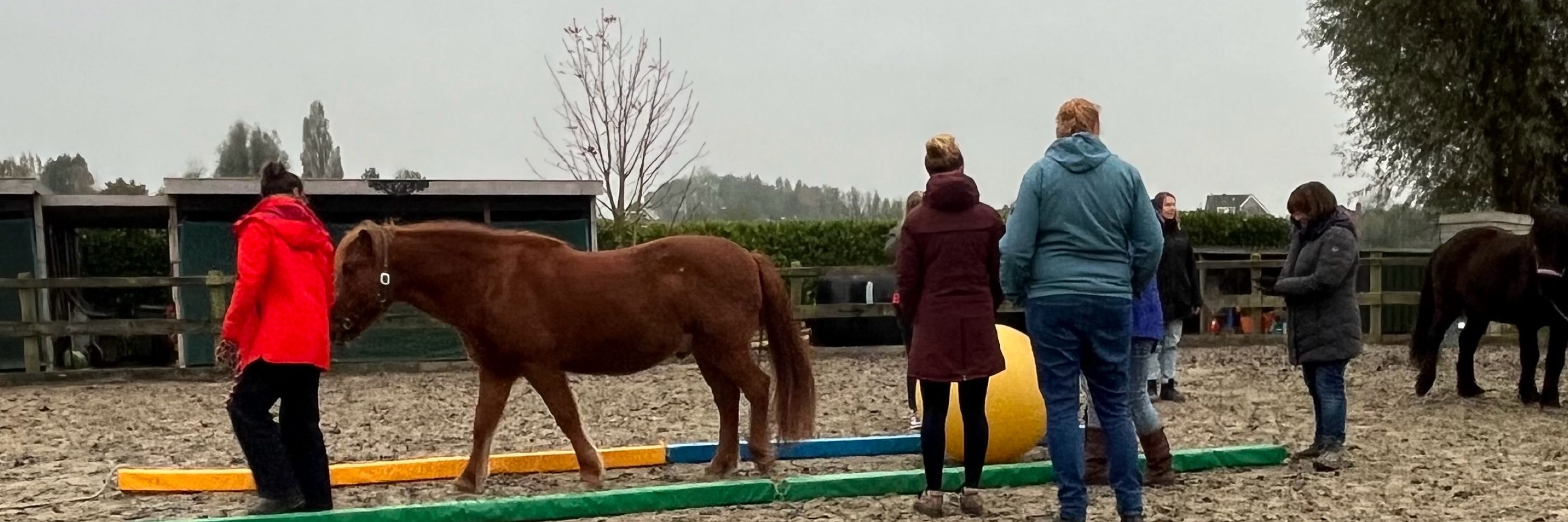 (Equine assisted) coach & Tolk Nederlandse gebarentaal