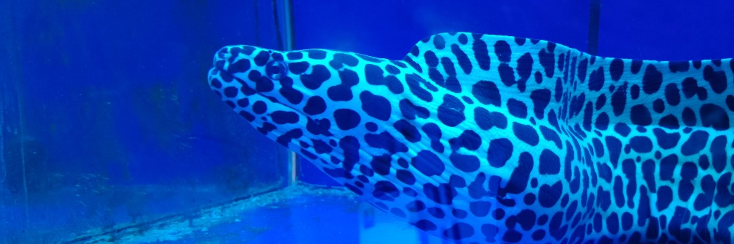 🐳