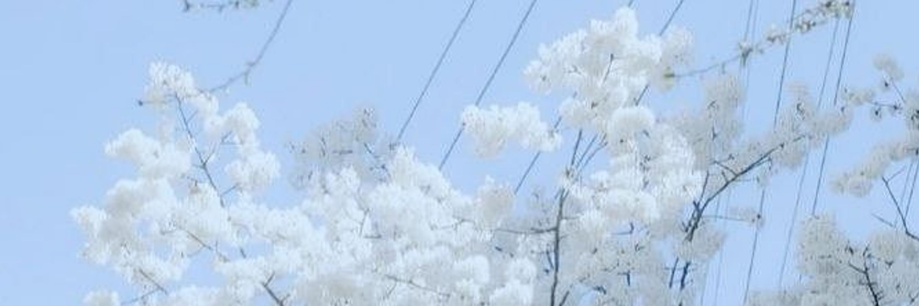 𝗜𝘀𝗮𝘄𝗮 𝗗𝗮𝗶𝘀𝘂𝗸𝗲 (ติดไฟนอล)