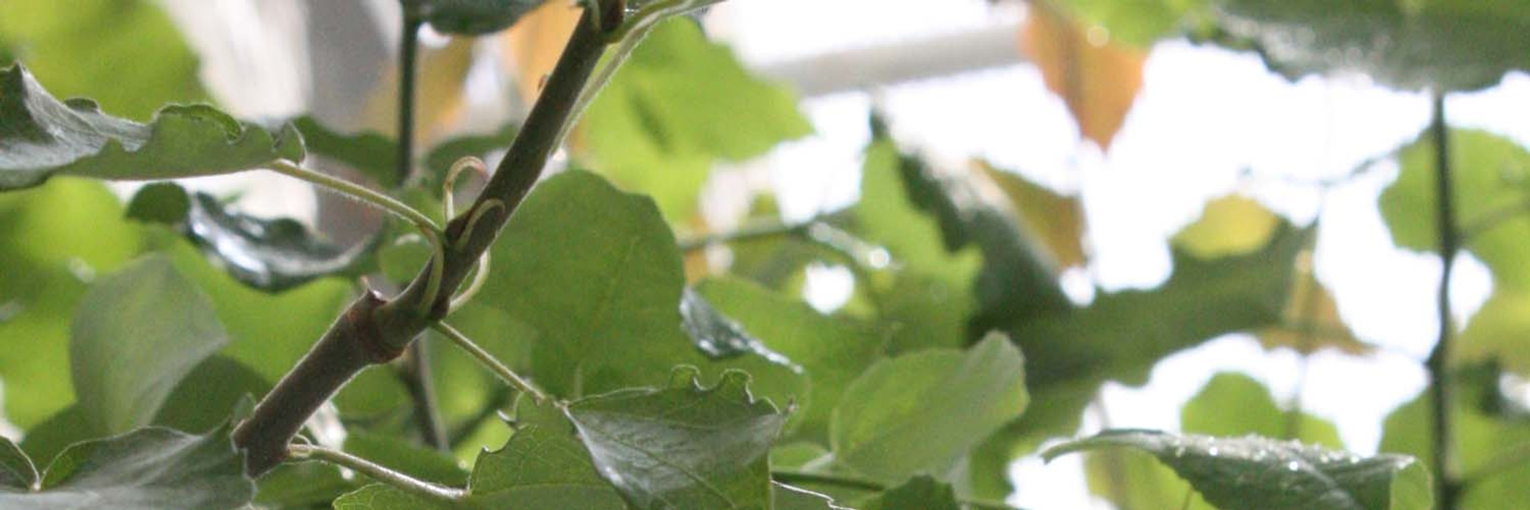 Umeå Plant Science Centre