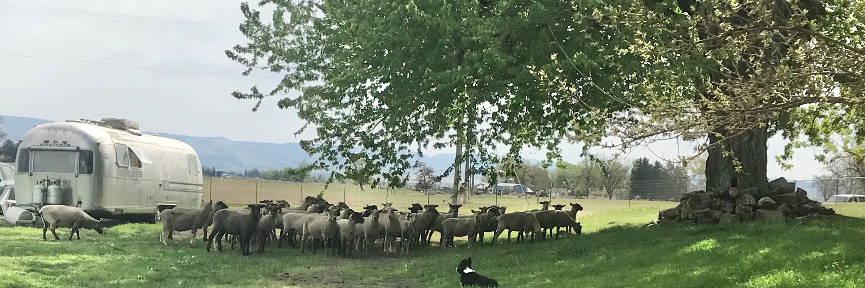 Sheeptramp