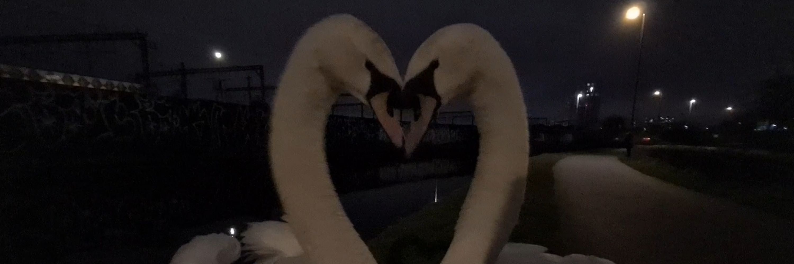 soapy of the swans™