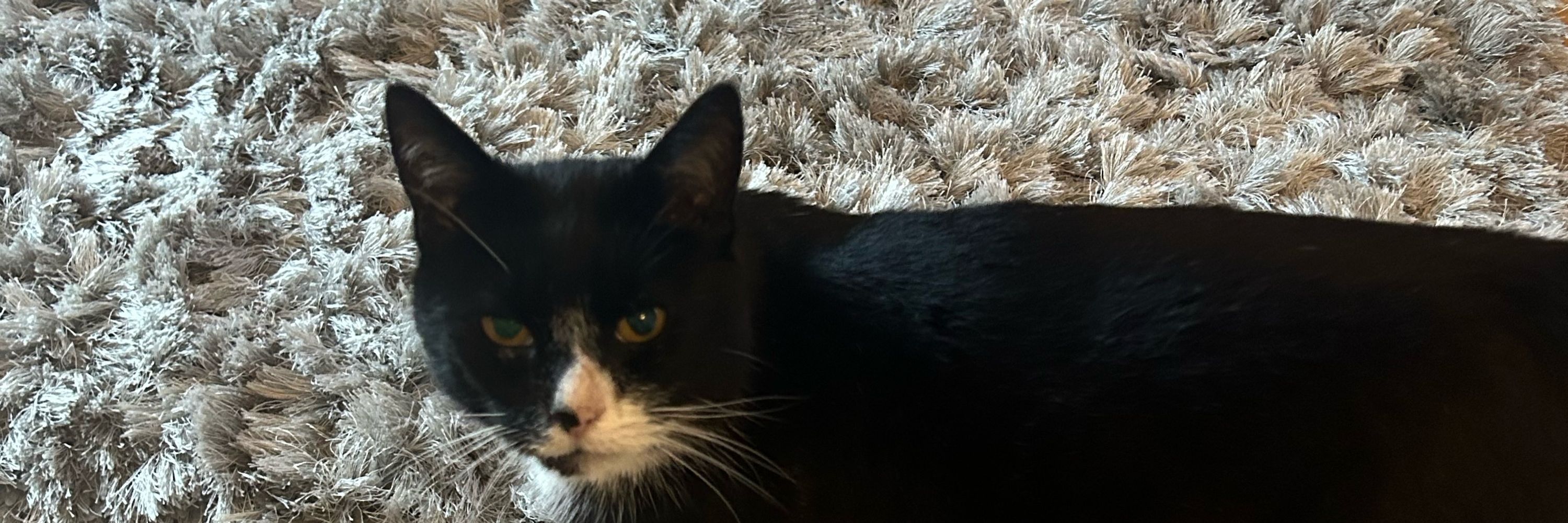 Libby 