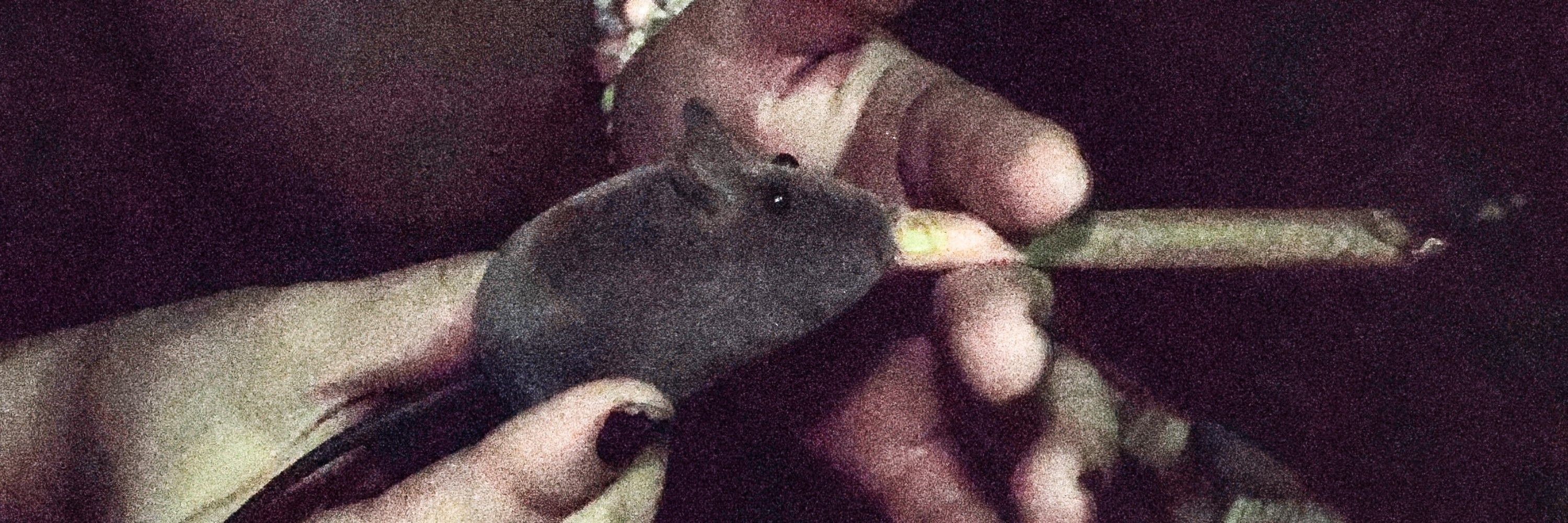 Sentença 