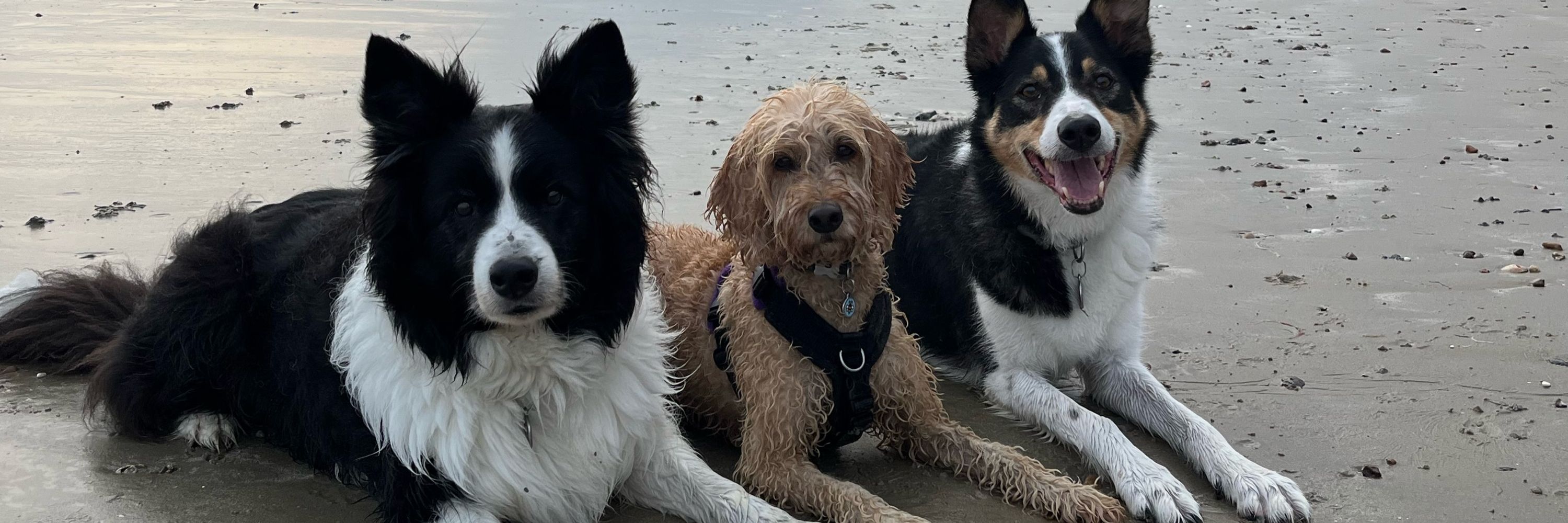 DogBehaviourist
