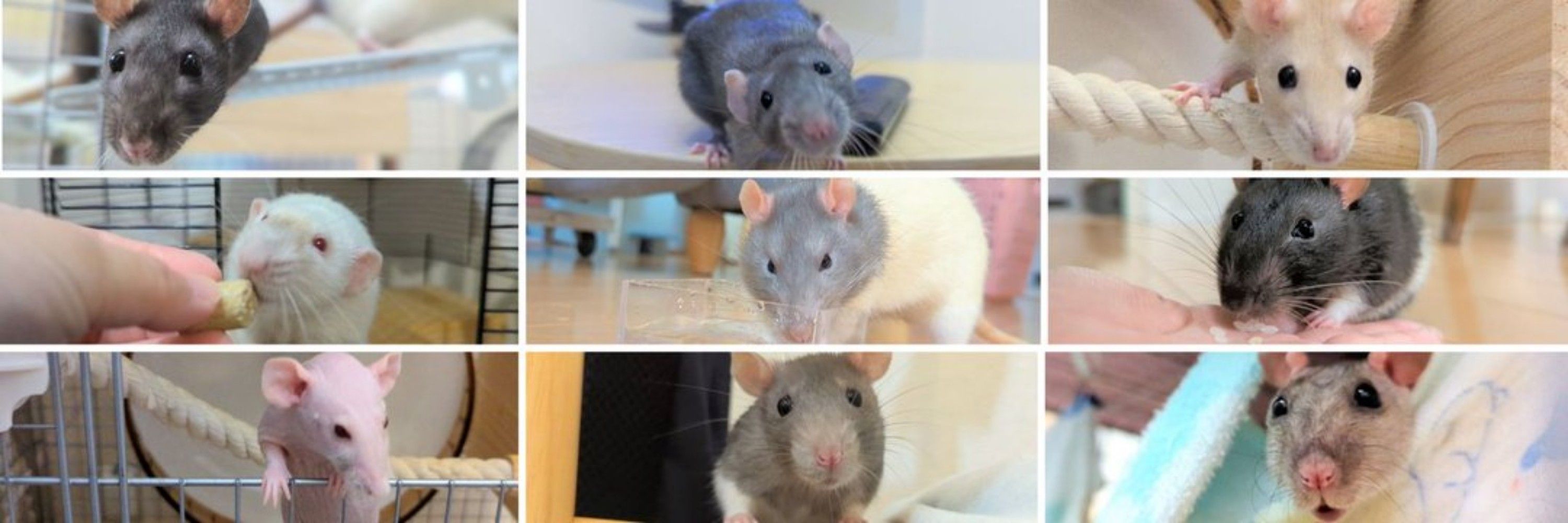 ファンしぃ🐀🐁⸒⸒