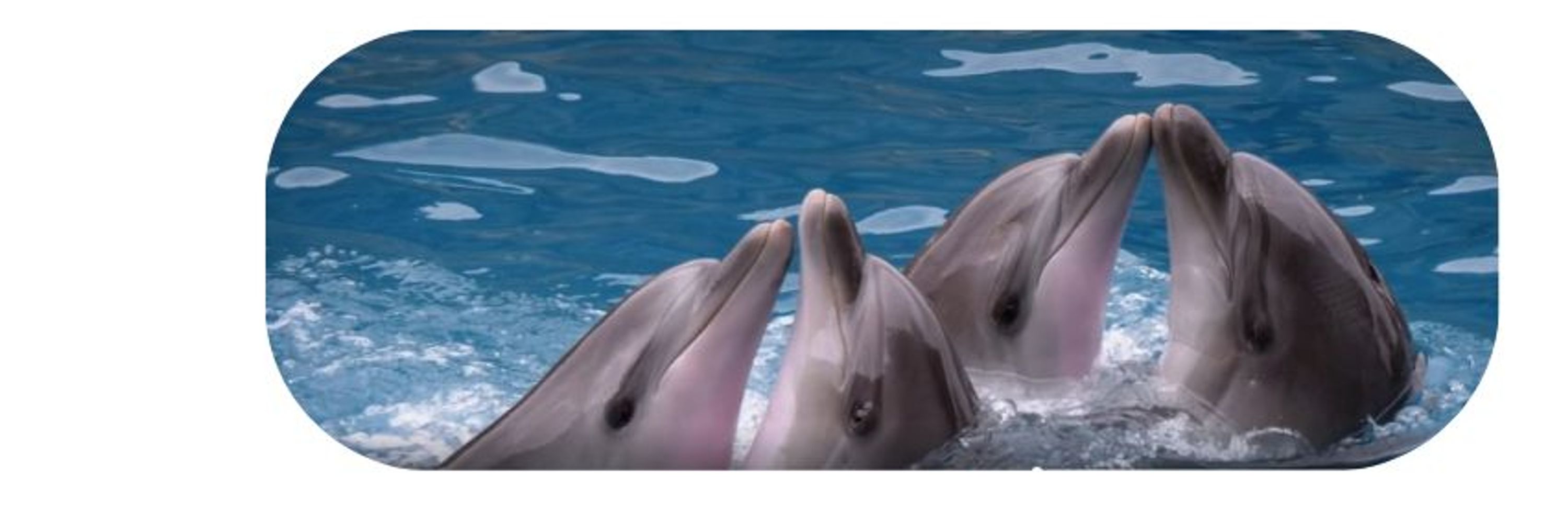 Dolphinaria-Free Europe