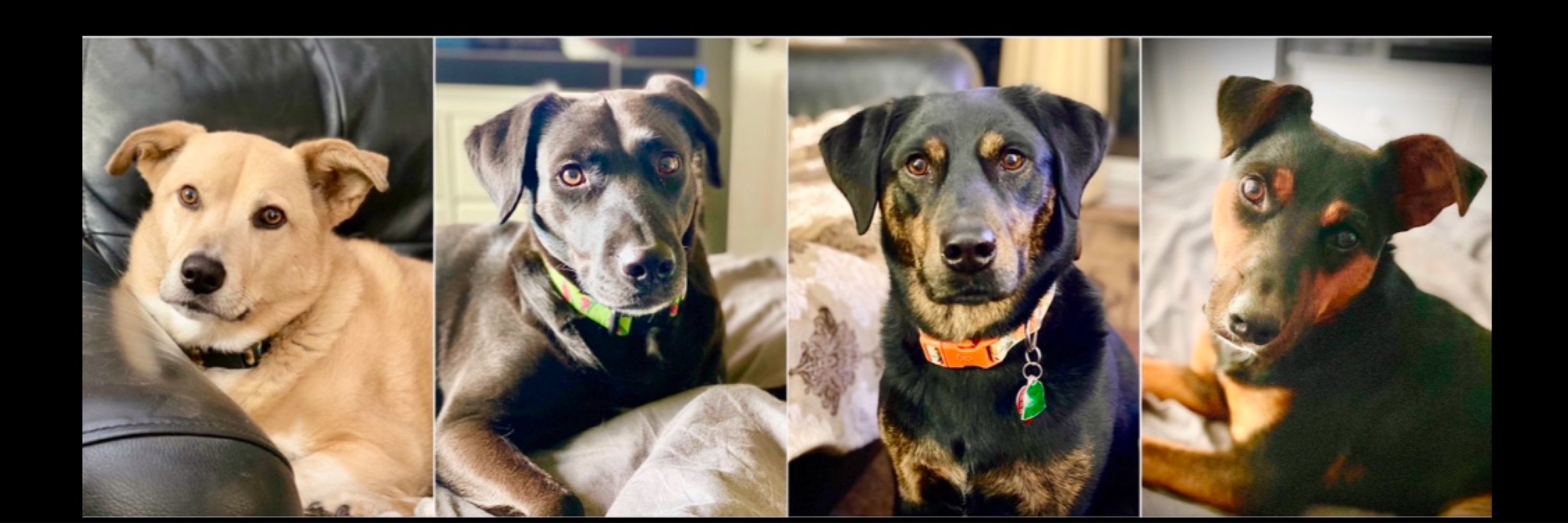 The KervisBerg Dog Pack ❤️🐾
