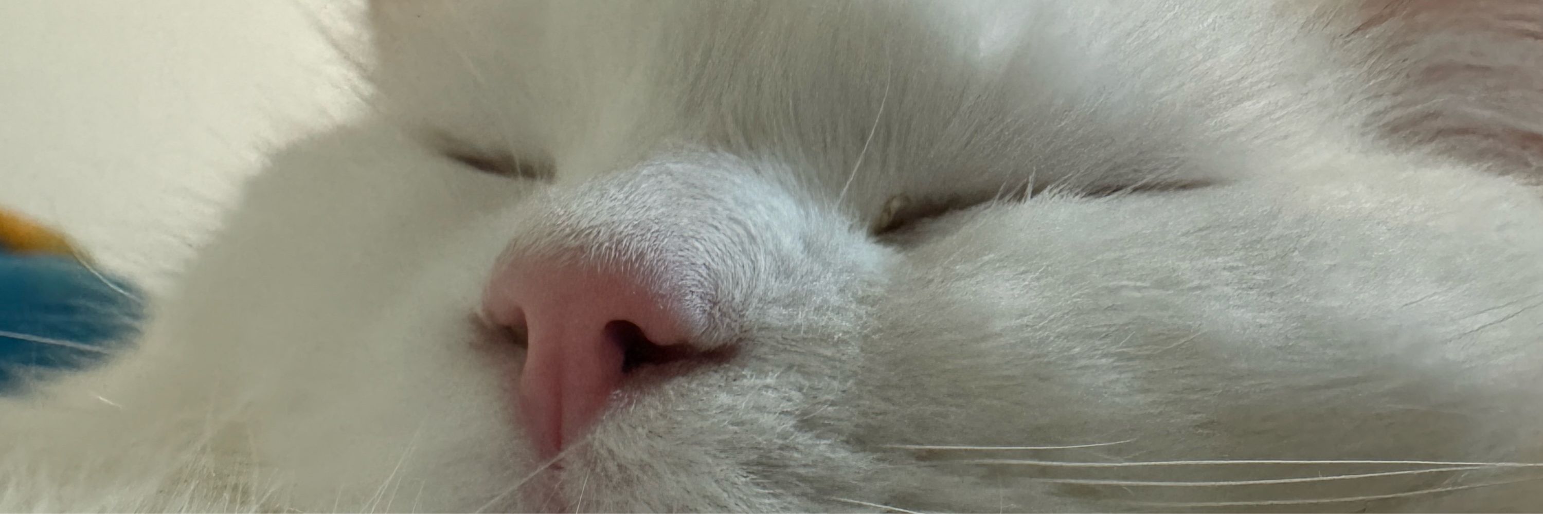 ぜるにゃん