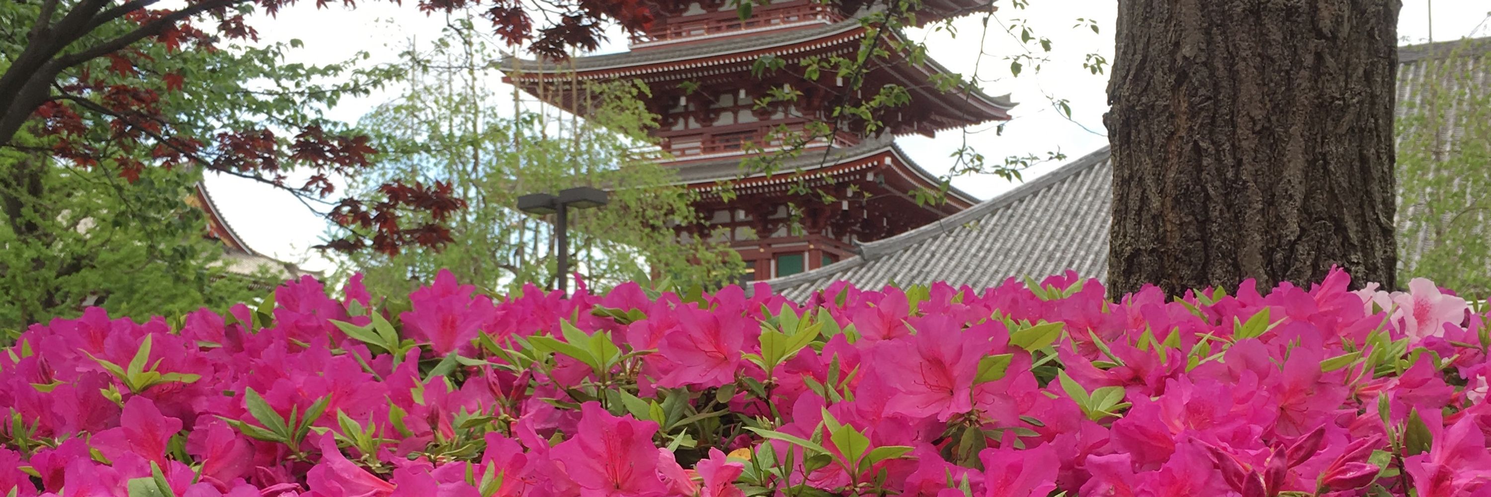朋衣