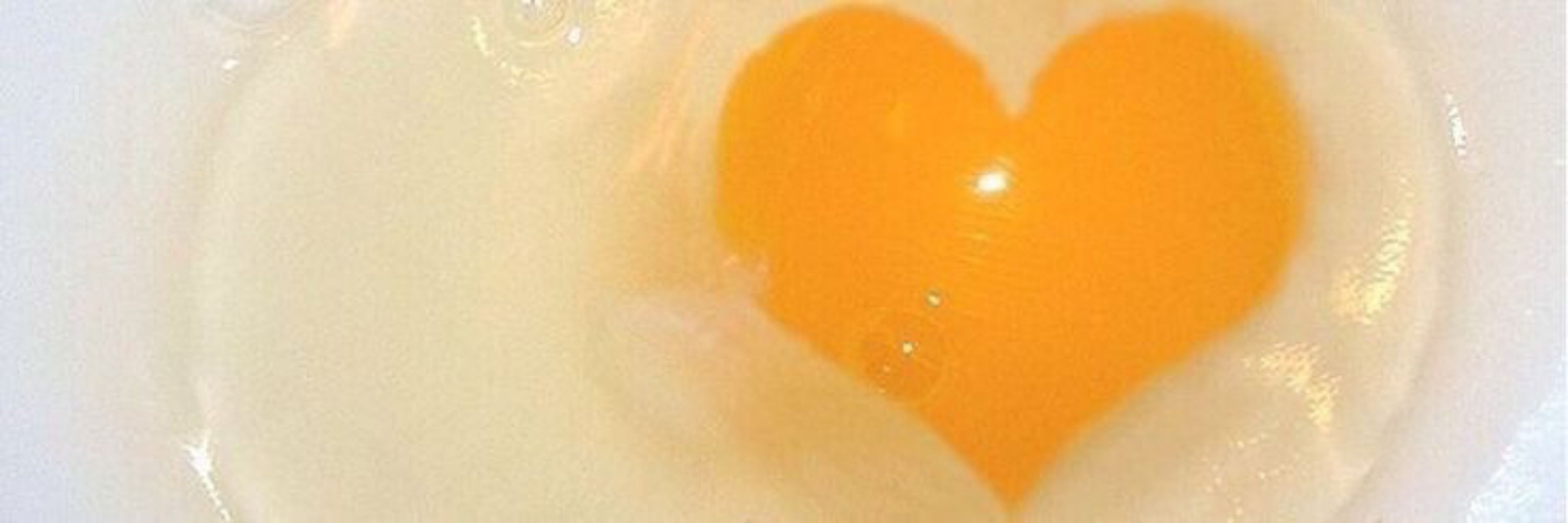 Yolkie 