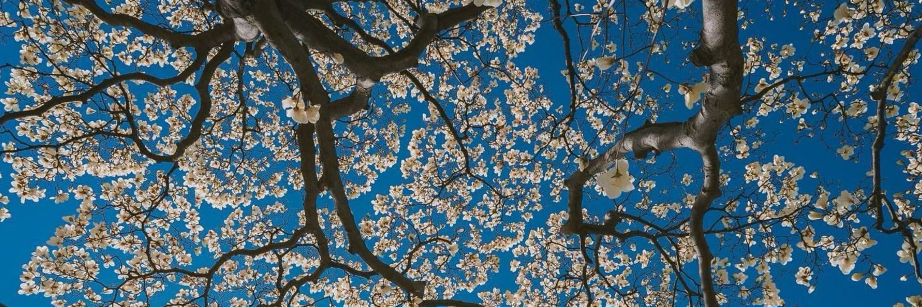 Sumi