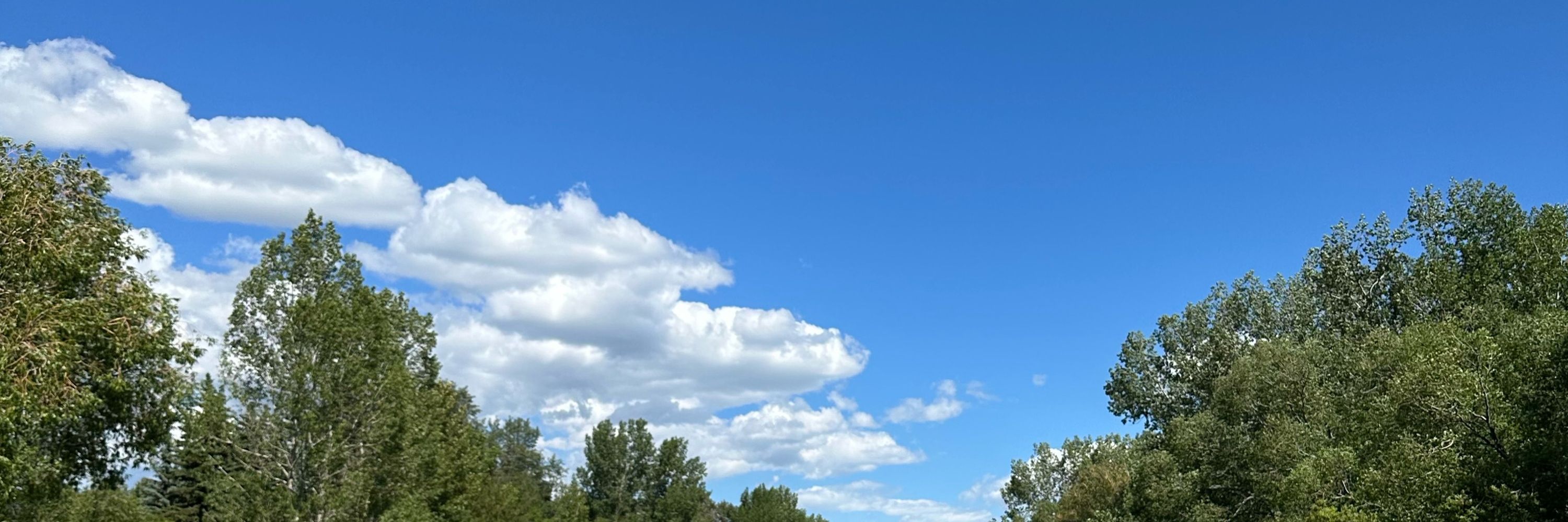 nessincalgary