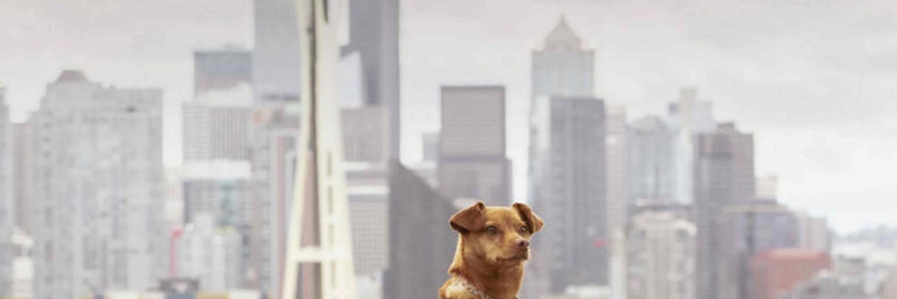 Seattle Veterinary Associates