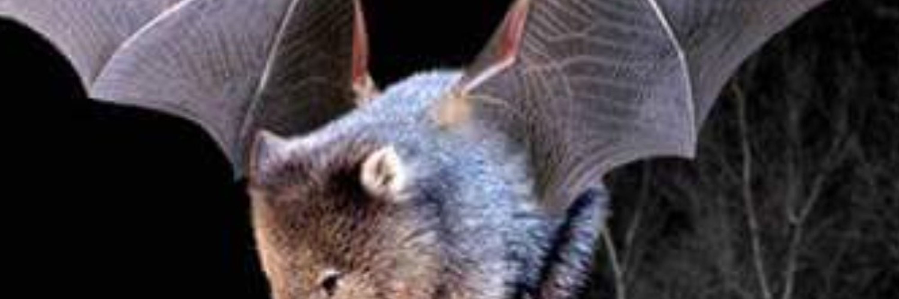 Clara (Film Wombat)