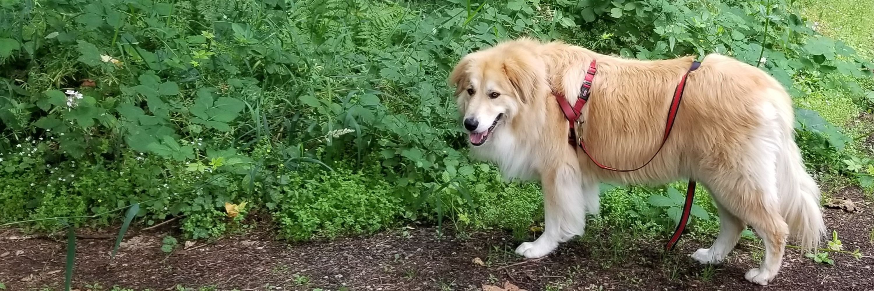Joyful Biologist