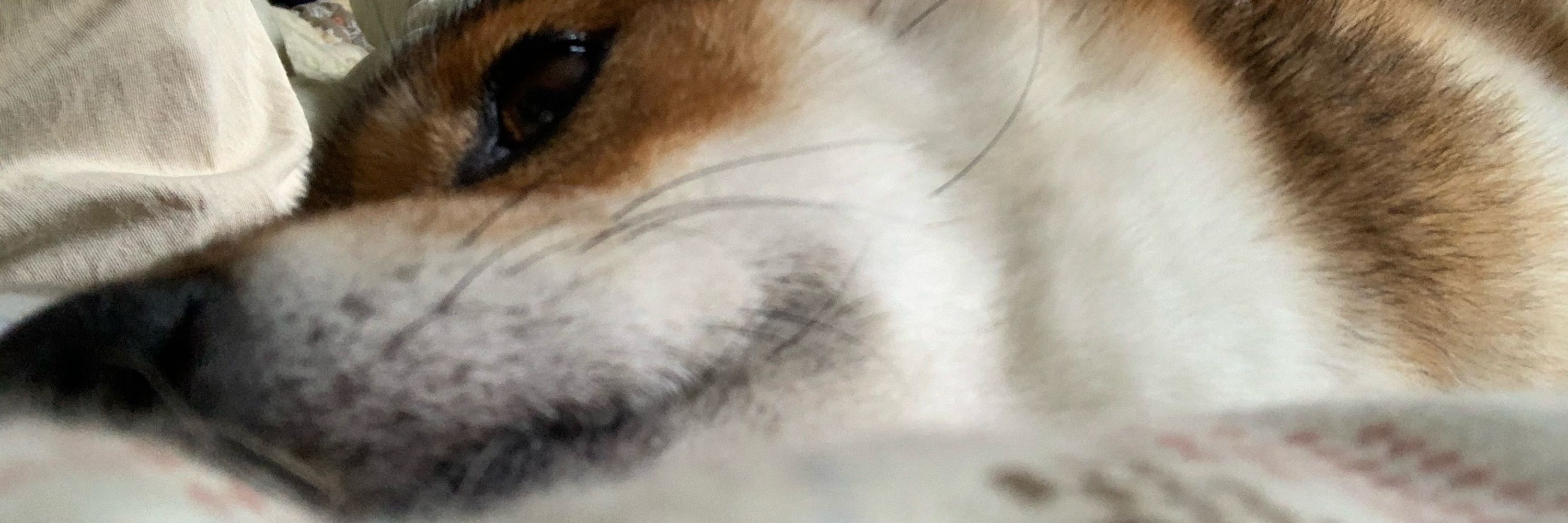 てんちょー