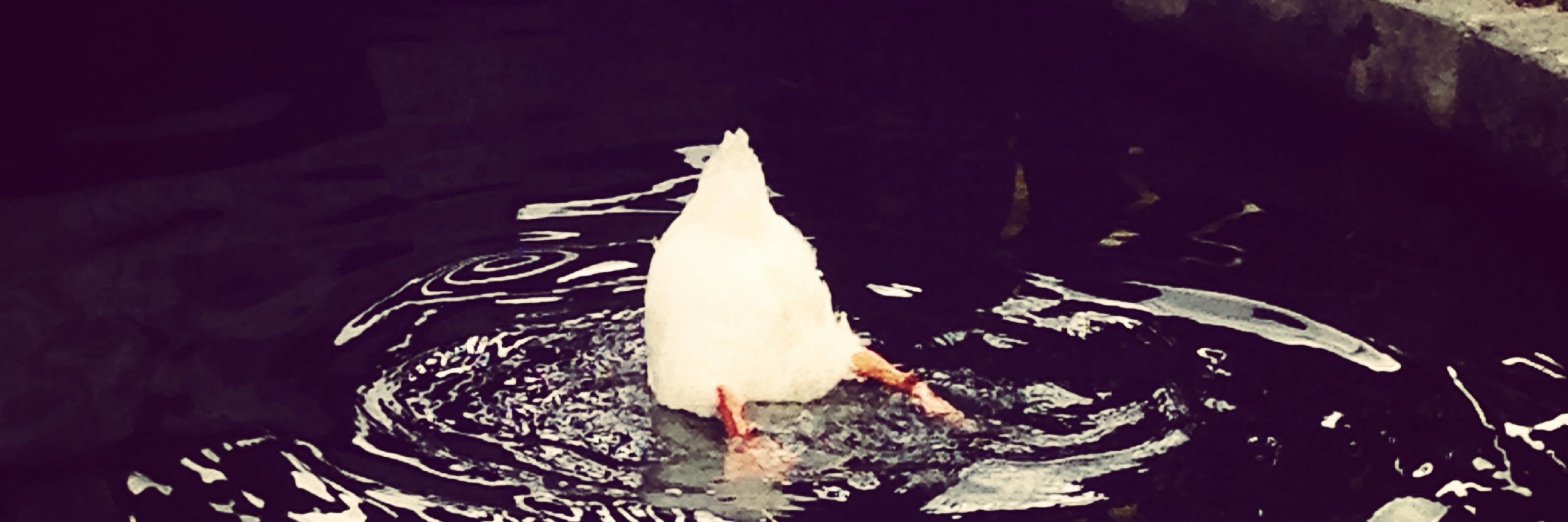 へべれけペンギンてう