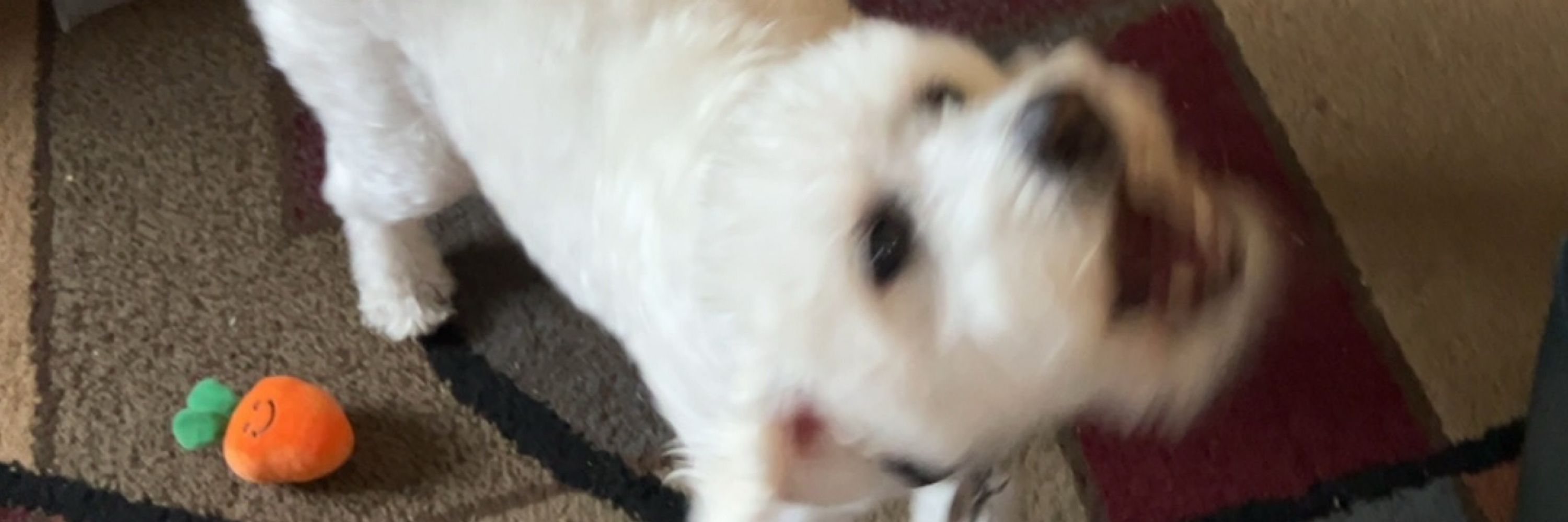 zoe