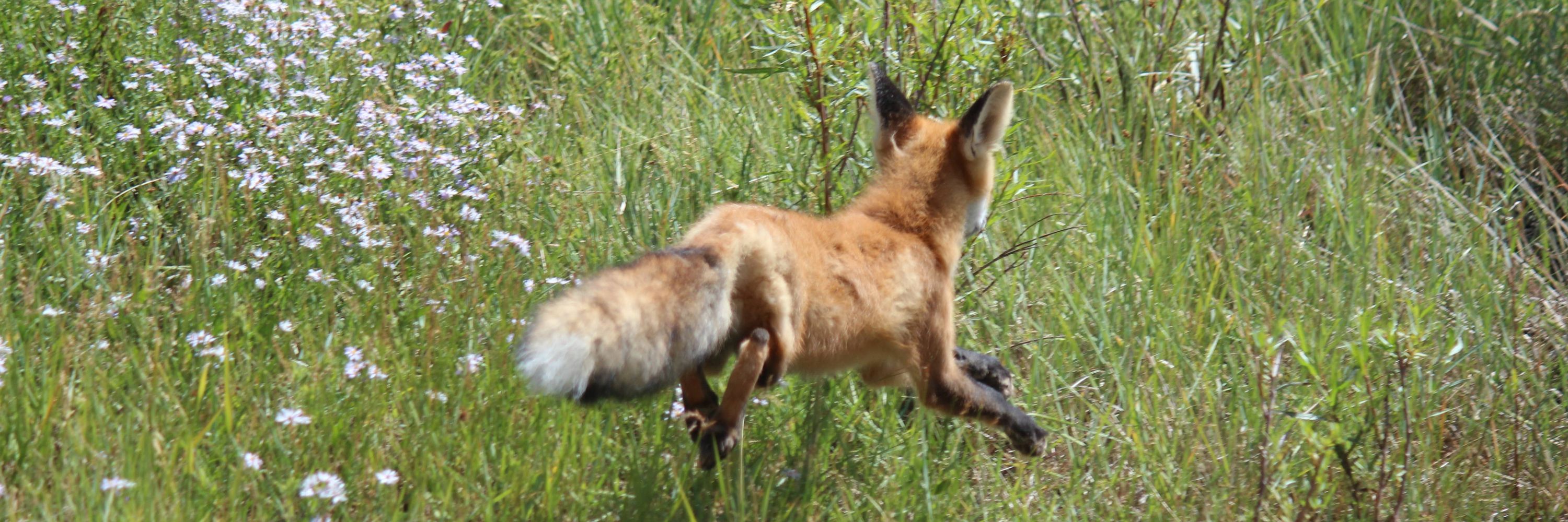 Pauline S. Schneegas Wildlife Foundation
