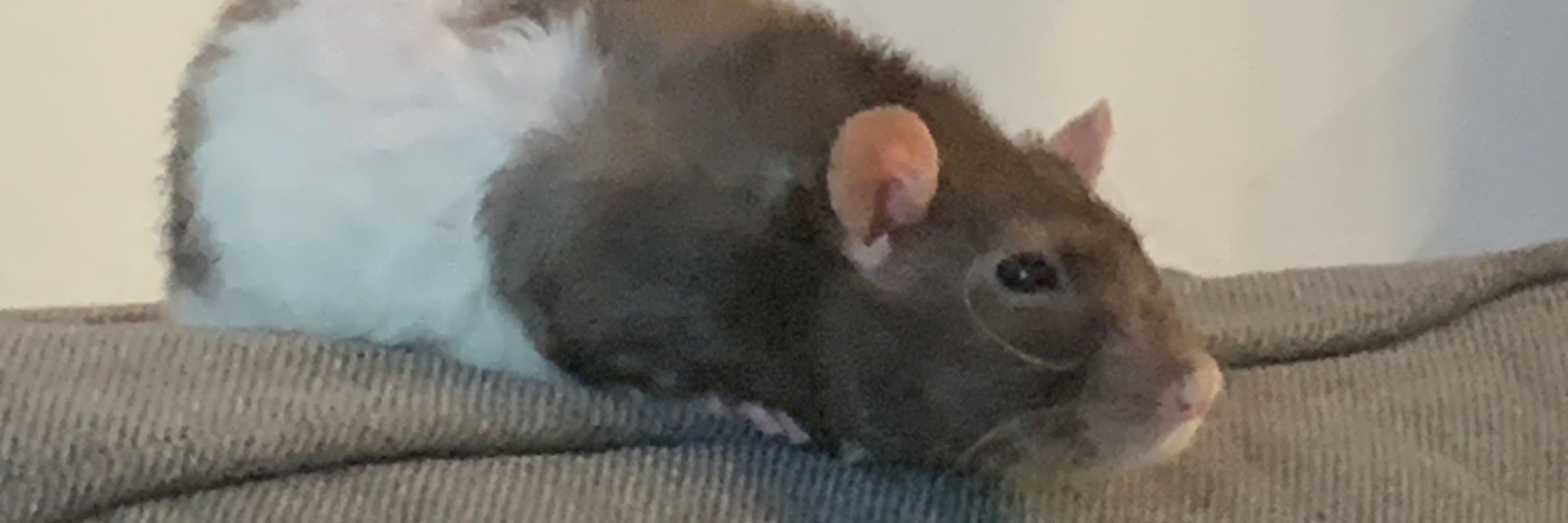 Remytheiii 