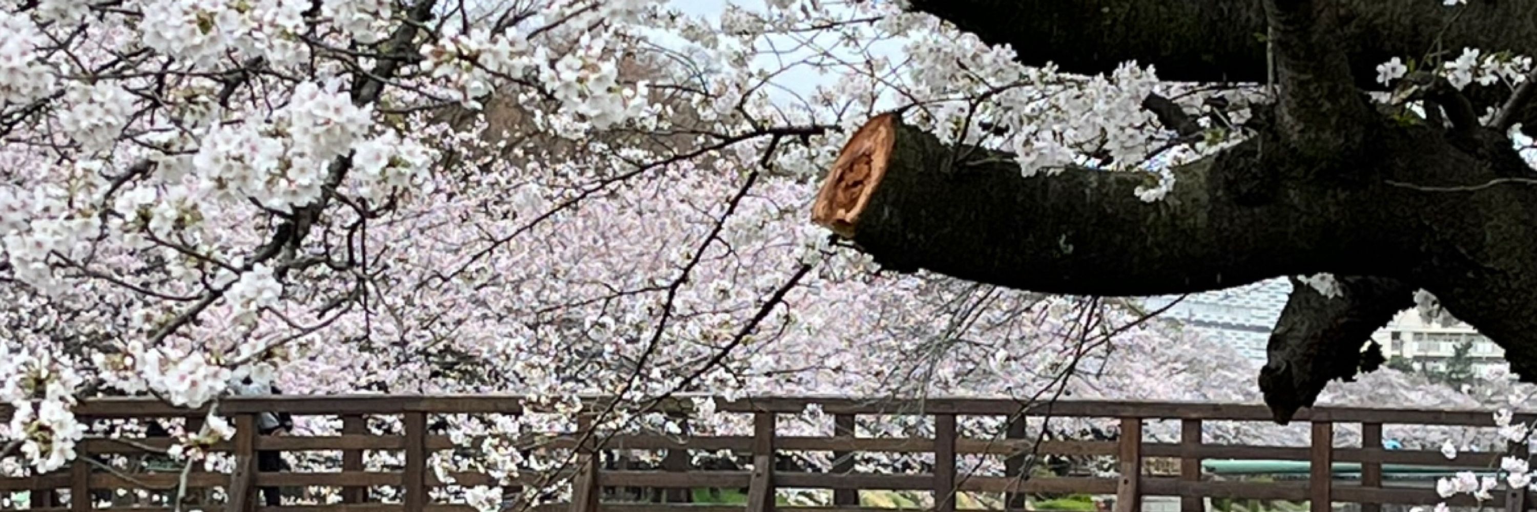 彩空💐