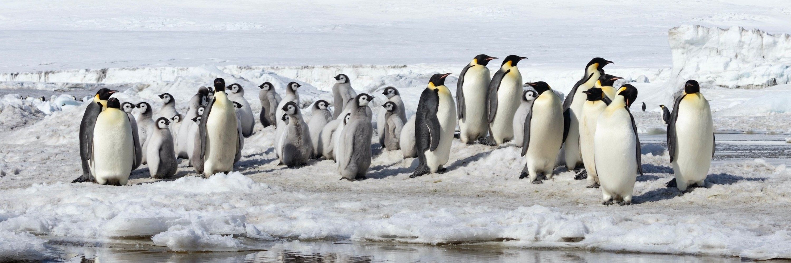 PenguinMaster72