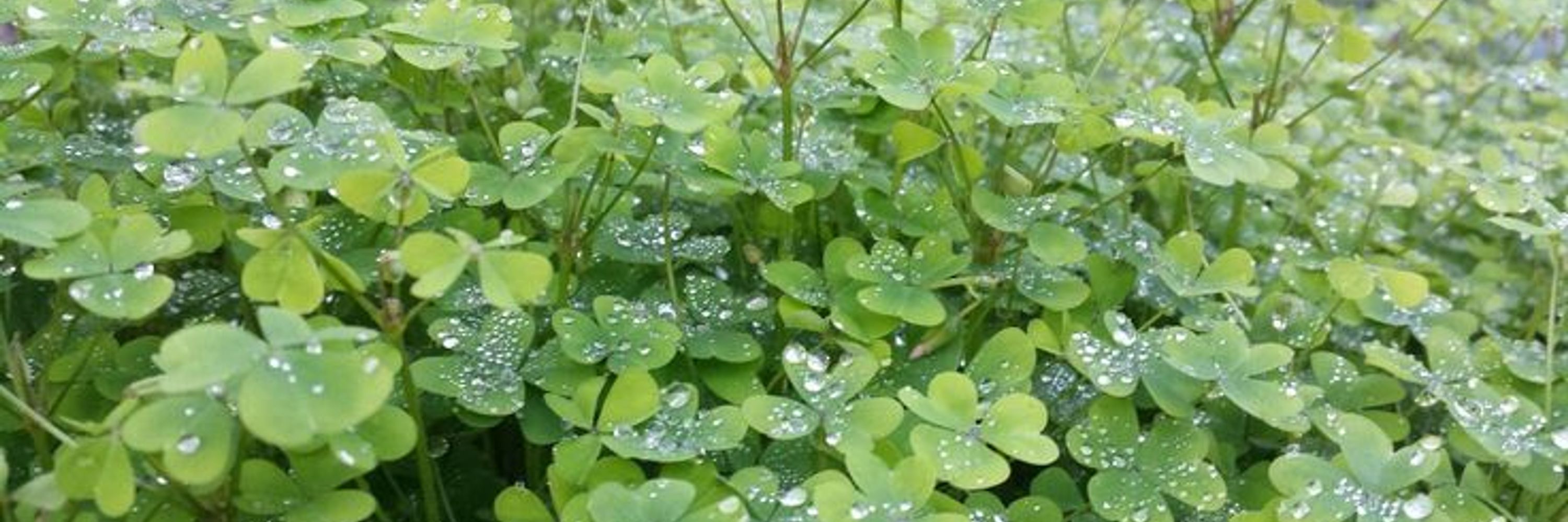 kane🍀