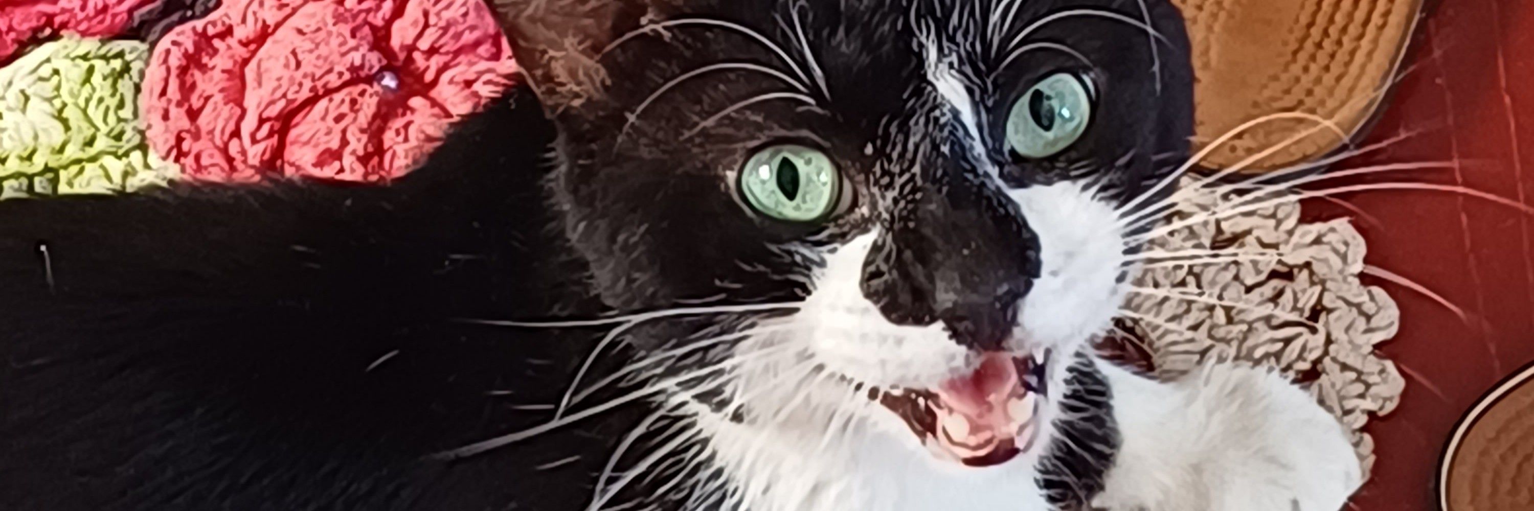 isa
