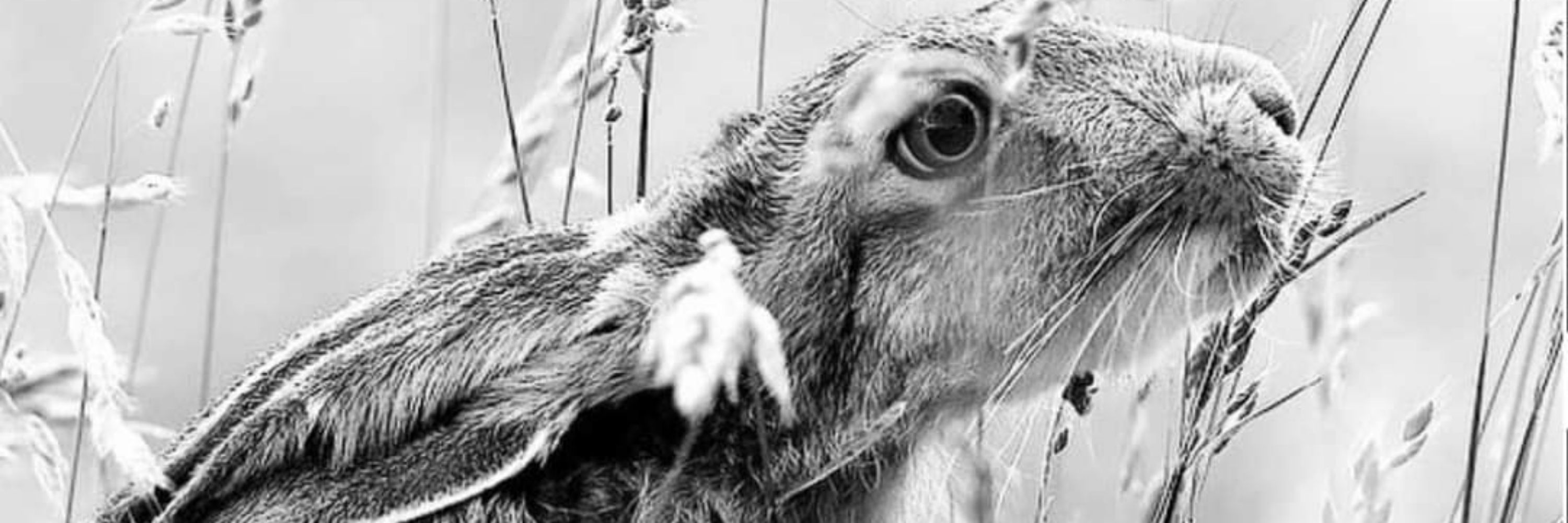 A Stag With No Antlers