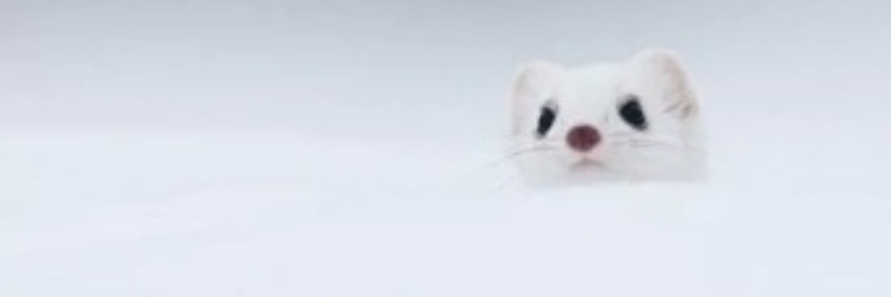 샛별