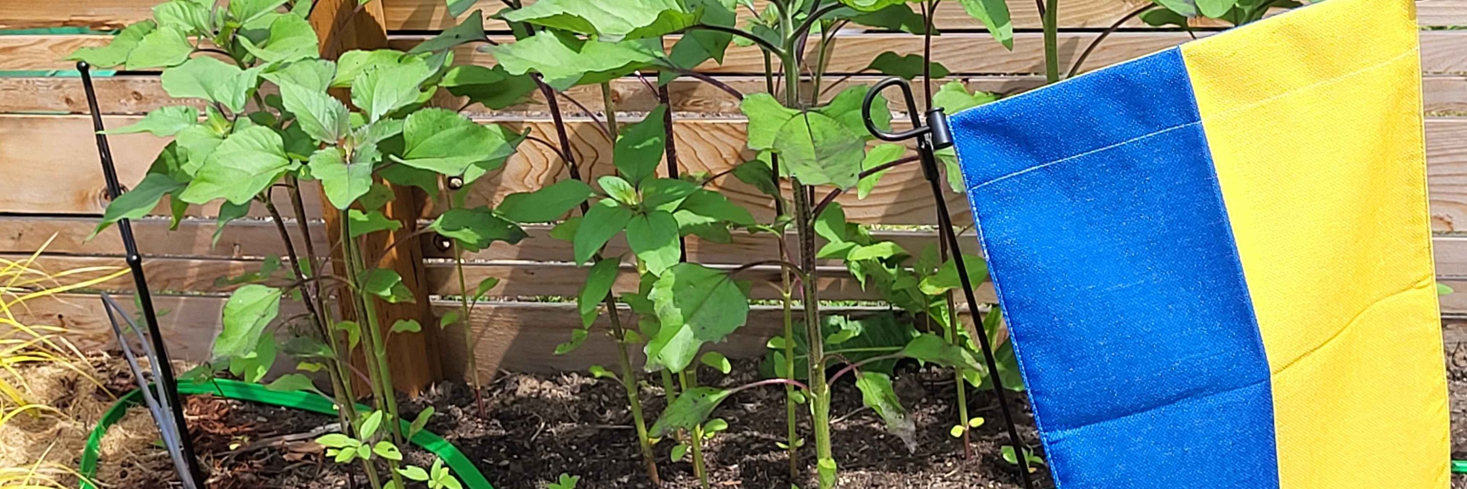 Paws2Garden🇺🇦🏳️‍⚧️