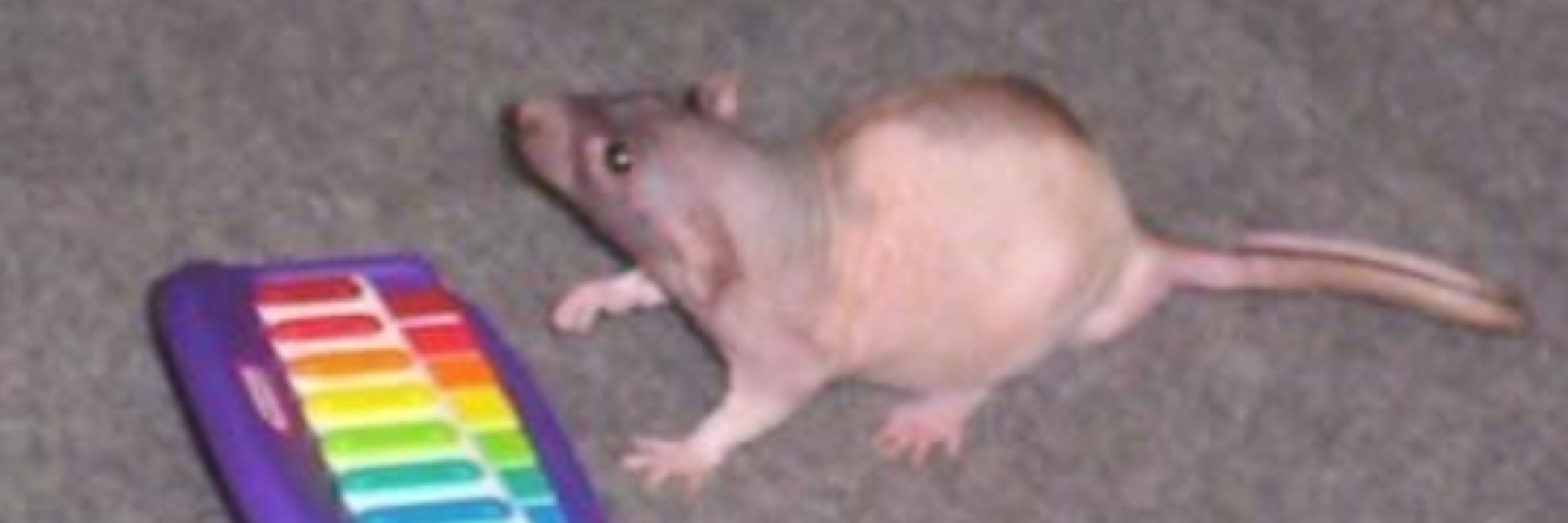 lilja 🐀
