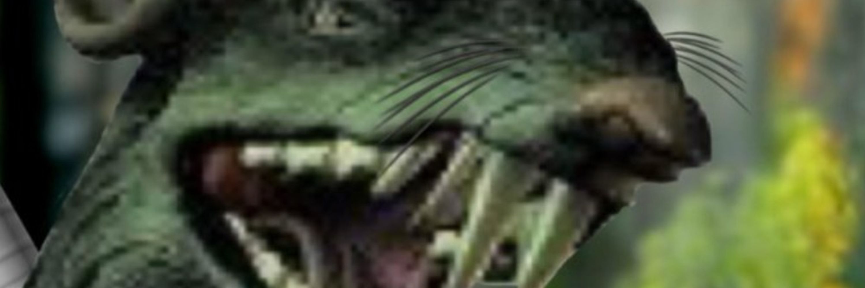 The Ghost Rat