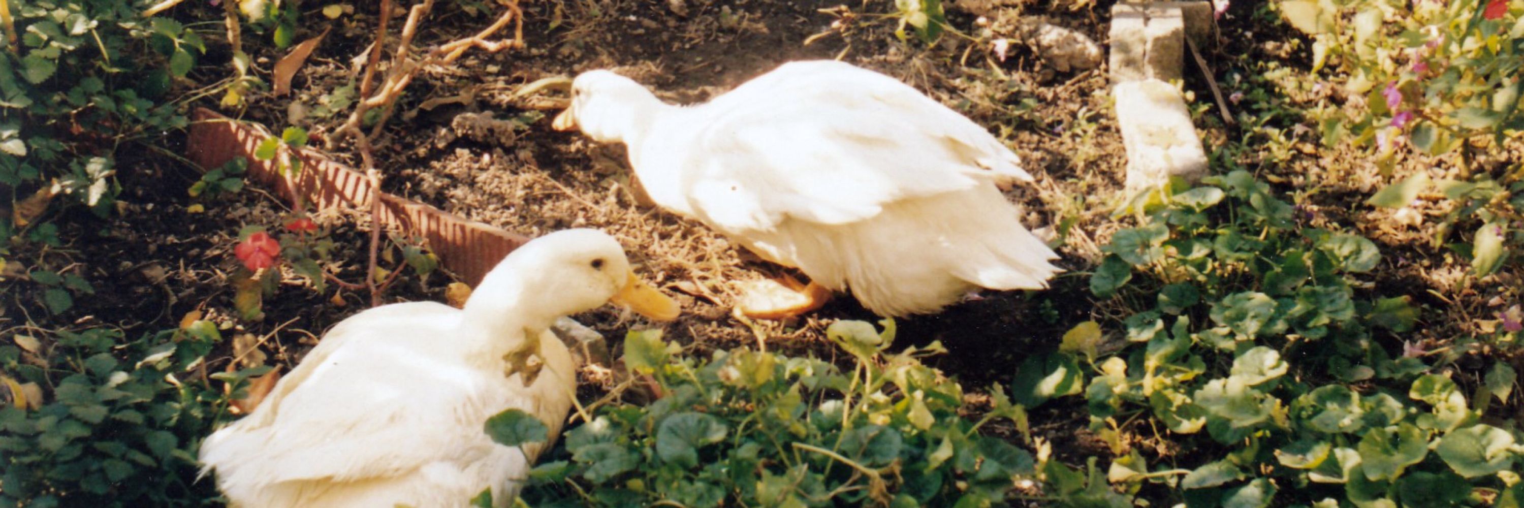 Quasimoduck