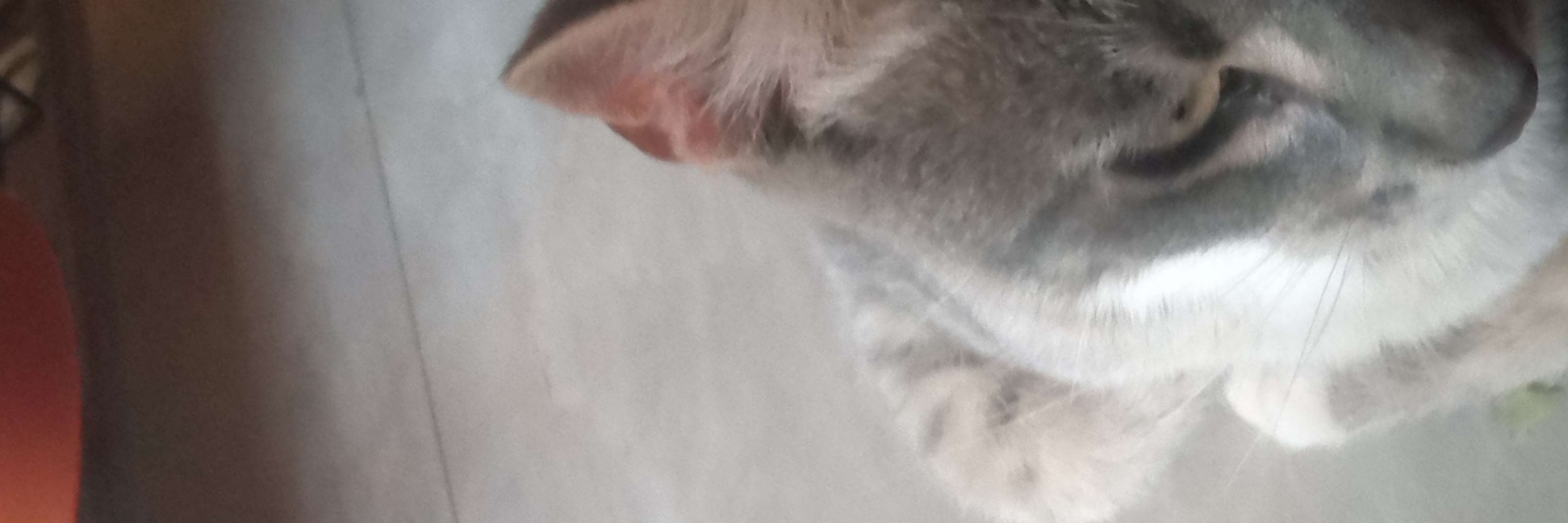 basil