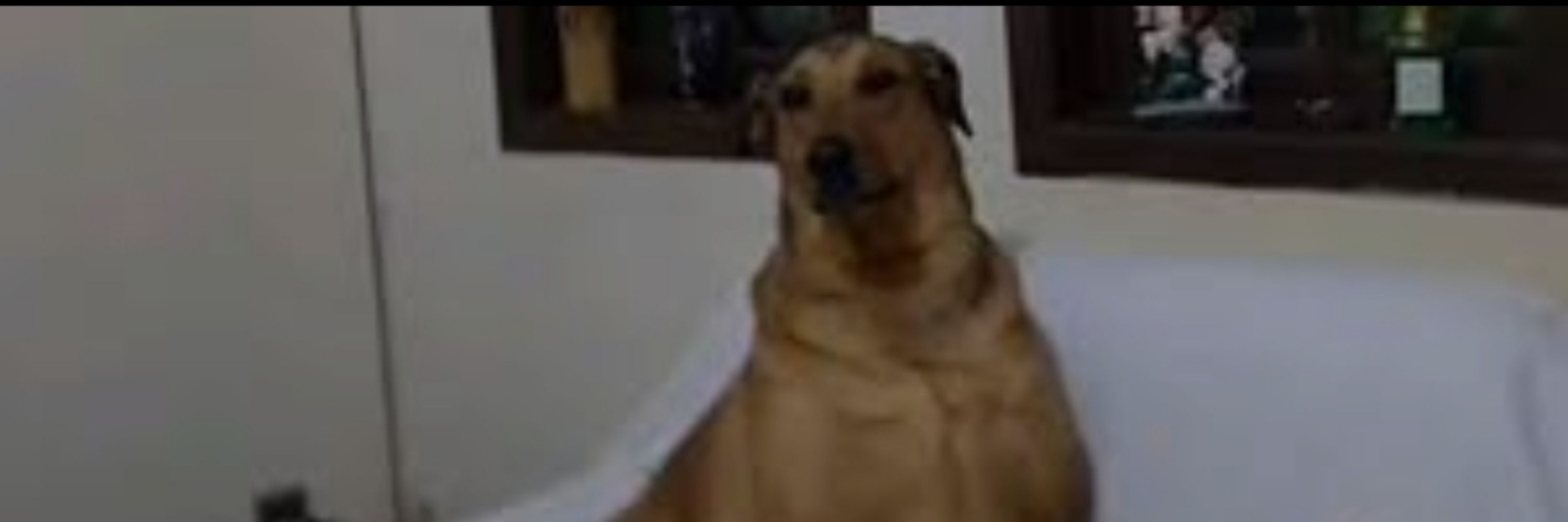 cachorro guaipeca fumante 