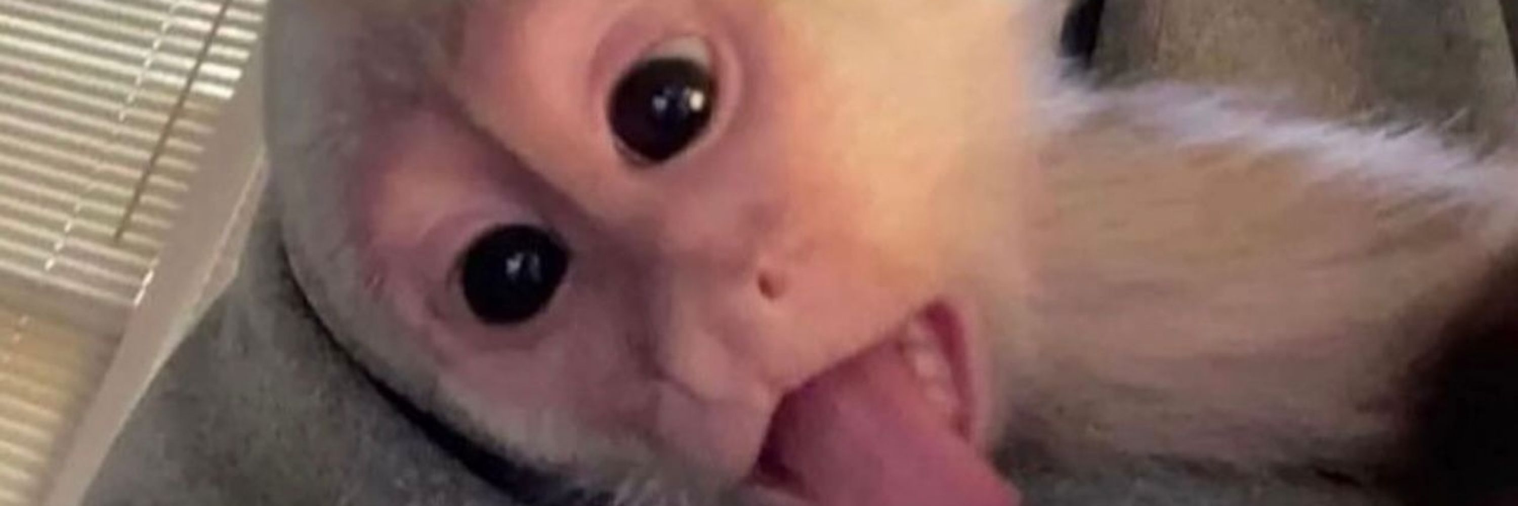 agorib